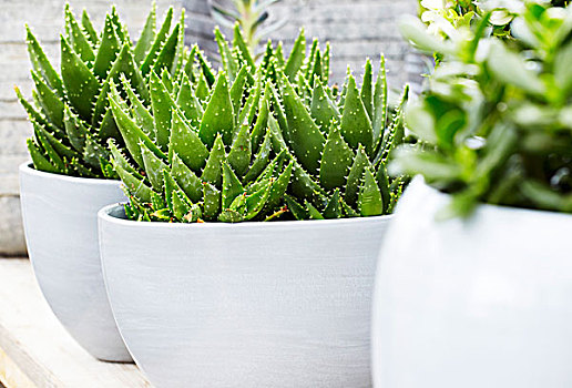 旺旺下载教程2025年最新版本全流程指南